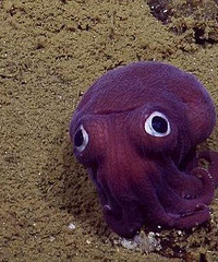 �ⲻ����ߣ����ء���ͨ�������������ݺ���