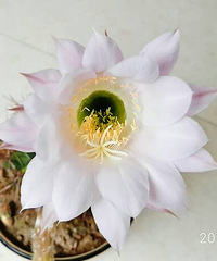 ��������ˢһ�´��ڸС���