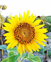 ���������ճ���