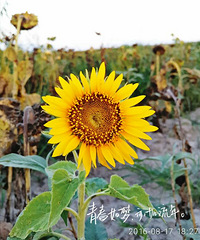 ���������ճ���