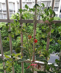 �Լ�ԭ��̬С����