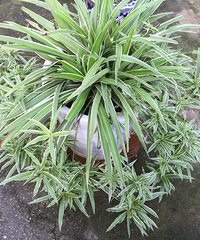 �����ߺ�