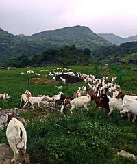 "全湖北最高的羊肉是什么味儿?杨柳深山探秘,保证你没见过|杨柳