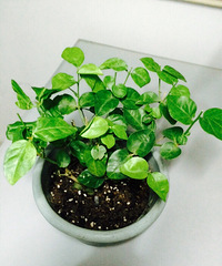 ����������һ���޺ú�û��ǰ��֦��Ҷ����