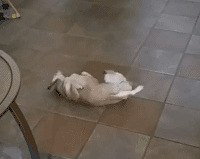 ��ʵ֤���������ǻᴫȾ��