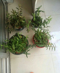 ���������˰���µ���Ƥ