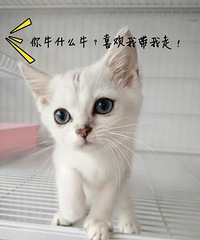 ����ı����