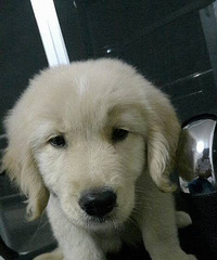 ������Ѫͳ��ë����