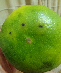 ���ӱ�����