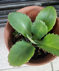 �ҼҶ����⼸�쳤��ö࣬������죬������