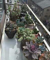 �۵�������ֵ�ഺ��