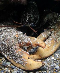 70�����Ϻ��7.65��������