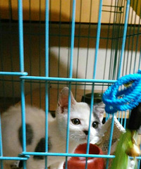 免费送养小流浪猫,找一个不离不弃的,能给
