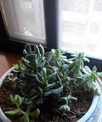 ԭ������һ���裬һ���������˾�ʣ��......