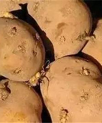 "一顿饺子“撂倒”一家三口人!这些菜食用不当会中毒"