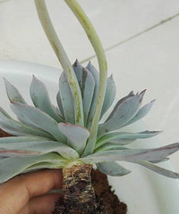 ΪʲôҪ�ߺ����ӵ���·