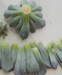 ΪʲôҪ�ߺ����ӵ���·