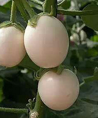 ԭ�����������ϳ������ģ����棡