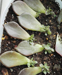 �ڸ������ӵĺ��