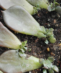 �ڸ������ӵĺ��