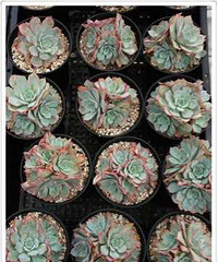 ���⣬������춼�Ǹ��������������������Ǿ�Ҫ��Ϯ�ˣ�