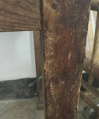 һֱ��˦β�ͣ�����ʲôԭ��