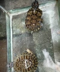 ��һ�������ڹ����Ƭ