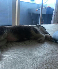 ����������˯����