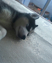 ����������˯����