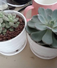 19¥�͵�����