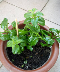 ����Ʊ����ҵĶ���