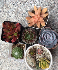 ���ҵĶ��⡿���γ���