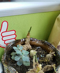 ��Ʊ�---���εĶ���