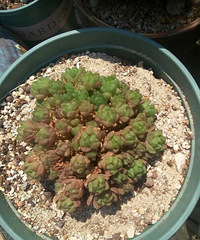 ����Ʊ���+������������