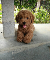 ���´�Ĺ������