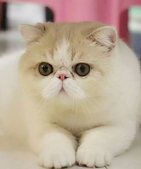 ��è����