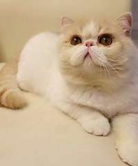 ��è����