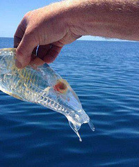 �ҵ���������͸������ �������