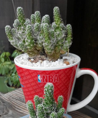 һ�����쳤������