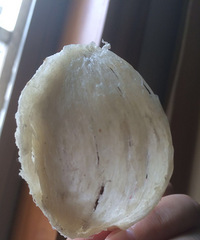 "闺蜜吃到假燕窝20周的宝宝没了"