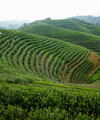 杭州龙坞茶村