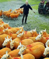 ��������������ɫ ��Ϊ�ˡ�