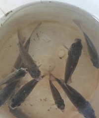 �����ںӱ��˶�����Ч�������밡��