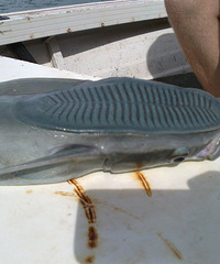 ������С�����Ǳ��˲���һ����