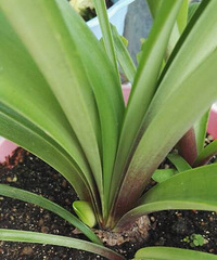 ����Ҫ����������