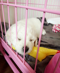 ������С��������ͷ����