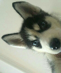 ��Ȯ�������ڲ���