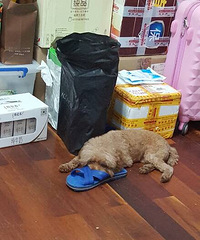 【犬粮】+傻货日常