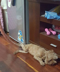 ��Ȯ����+ɵ���ճ�