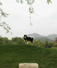 ��Ȯ����+����һƥ�����Ϸ�����